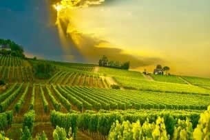 Languedoc Vindagen