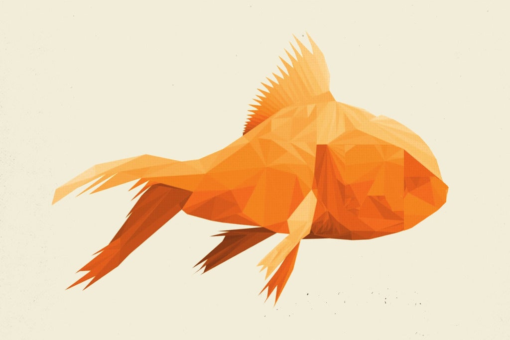 GoldFish, Jimbo James