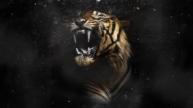 L'Antre Du Tigre